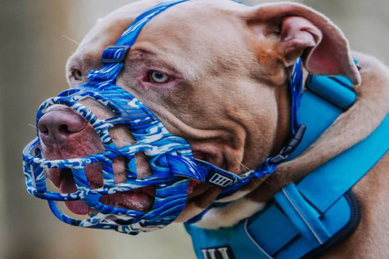 Types of Muzzles for XL Bullies