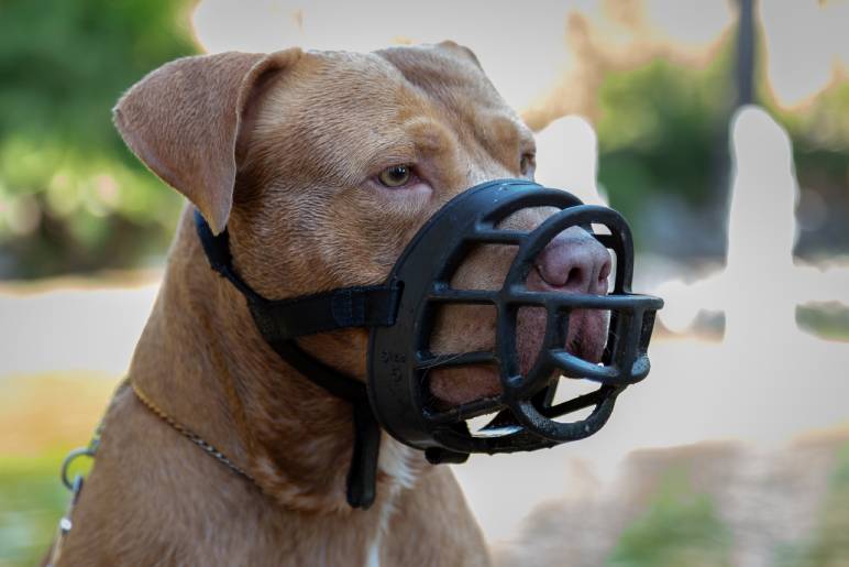 How to Train Your XL Bully to Wear a Muzzle