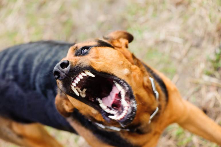 How to Manage Bad Behavior in Dogs