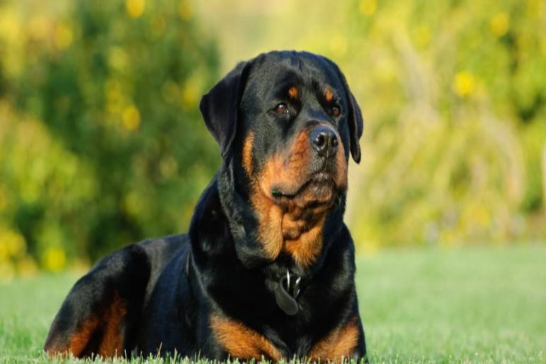 The Importance of Early Training for Rottweilers