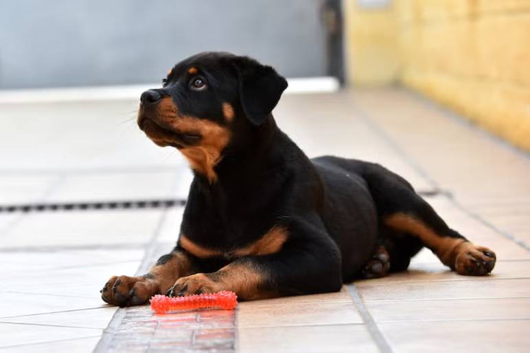 Essential Training Techniques for Rottweilers