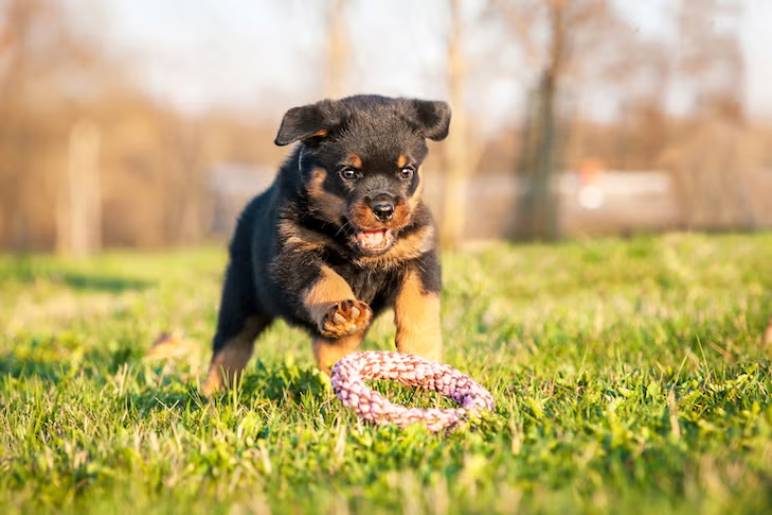 Advanced Training for Rottweilers