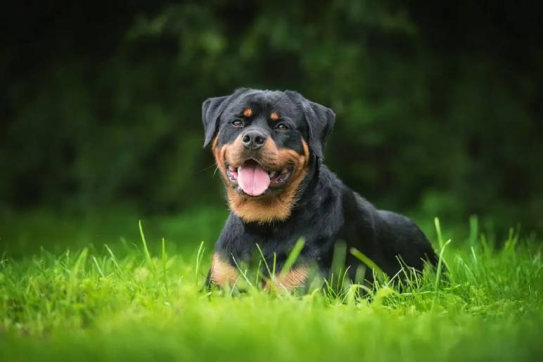 Common Challenges in Rottweiler Training