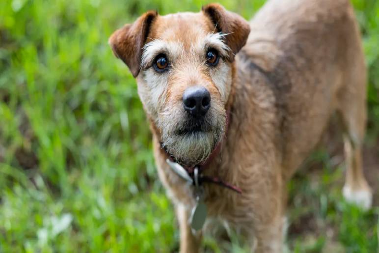 The Energetic and Independent Patterdale Terrier