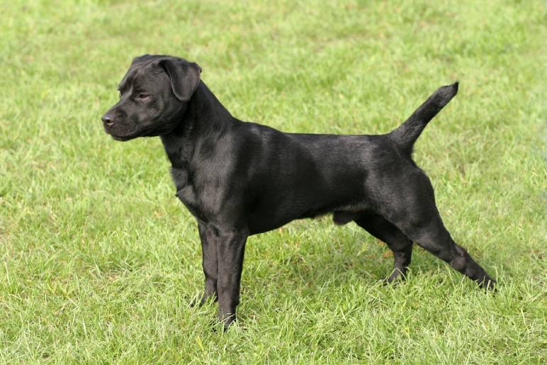 Challenges of Owning a Patterdale Terrier