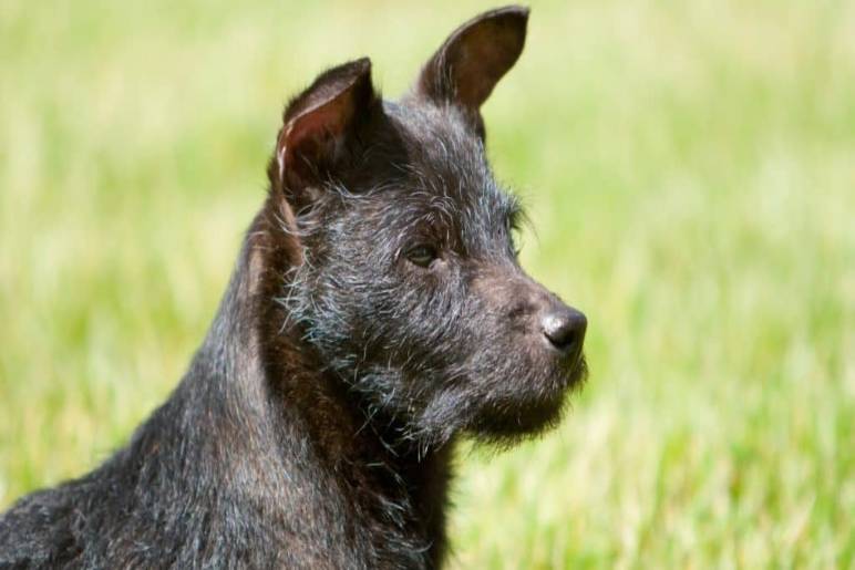 How to Care for a Patterdale Terrier