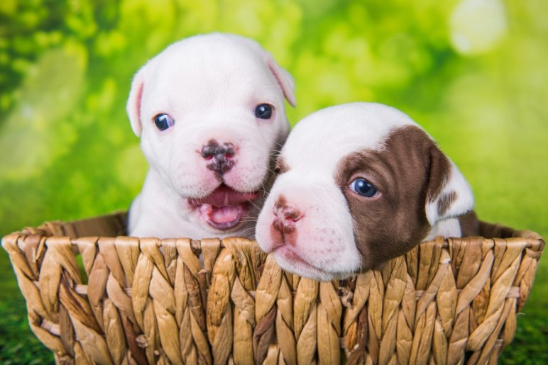 What Are Pocket Bully Puppies?