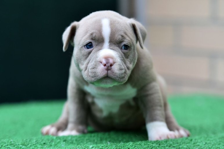 Caring for Your Pocket Bully Puppy