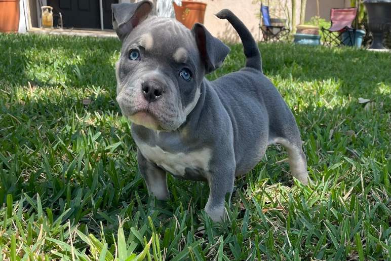 Caring for Your Pocket Bully Puppy