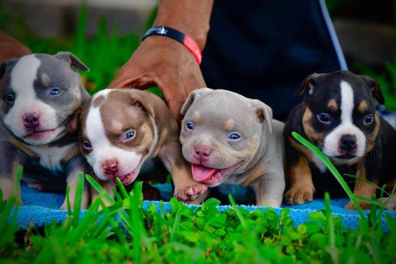 Why Choose a Pocket Bully Puppy?