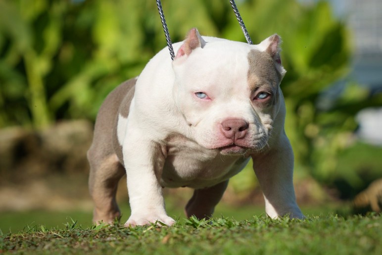 Choosing the Right Pocket Bully Puppy