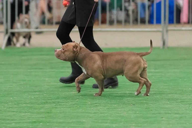 Pocket Bully Care Requirements