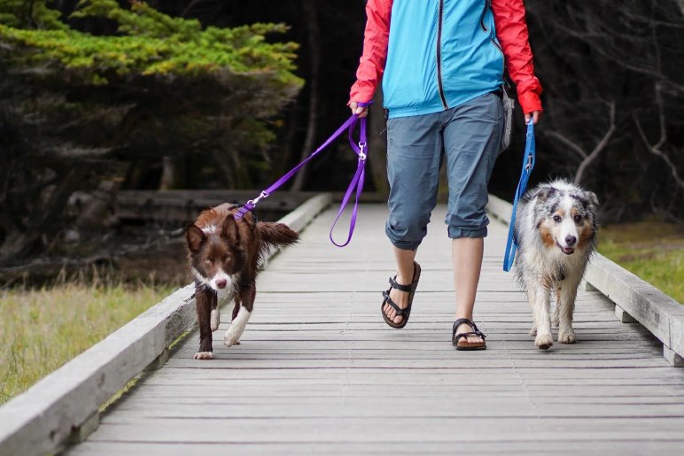 Causes of Leash Reactivity