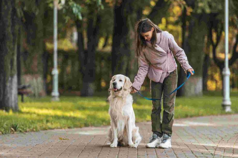 How a Leash Training Reactivity Specialist Can Help