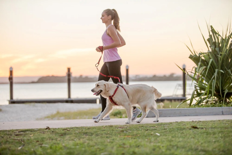 Our Approach to Leash Reactivity Training