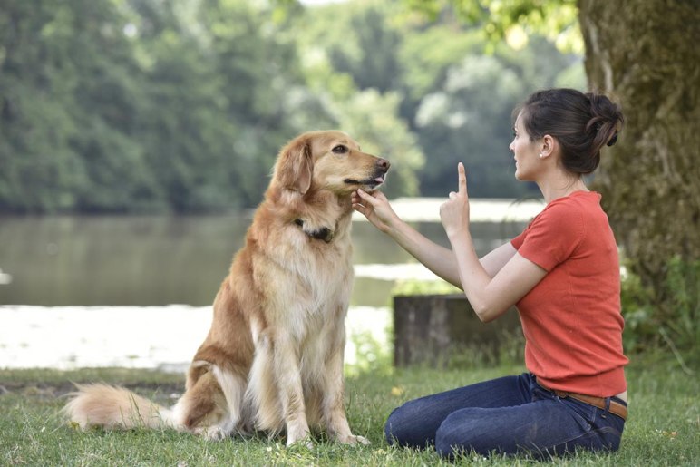 What Professional Dog Trainers Do