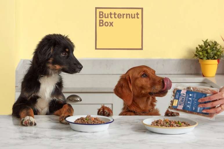 Pocket Bully Puppies and Butternut Box