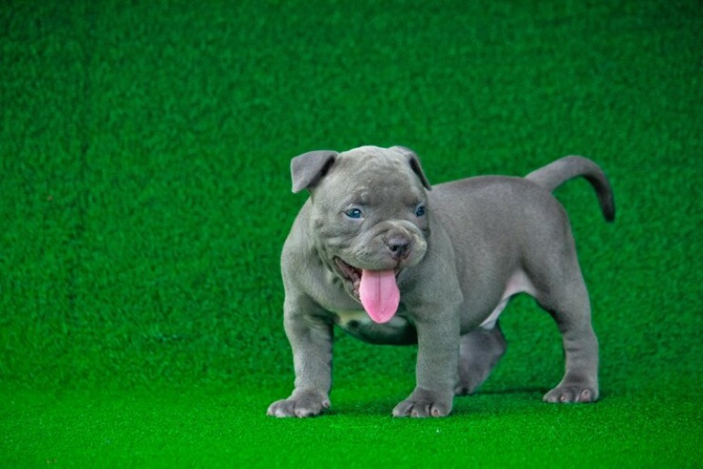 What Is a Pocket American Bully?