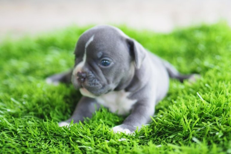 Pocket American Bully Puppies in the UK