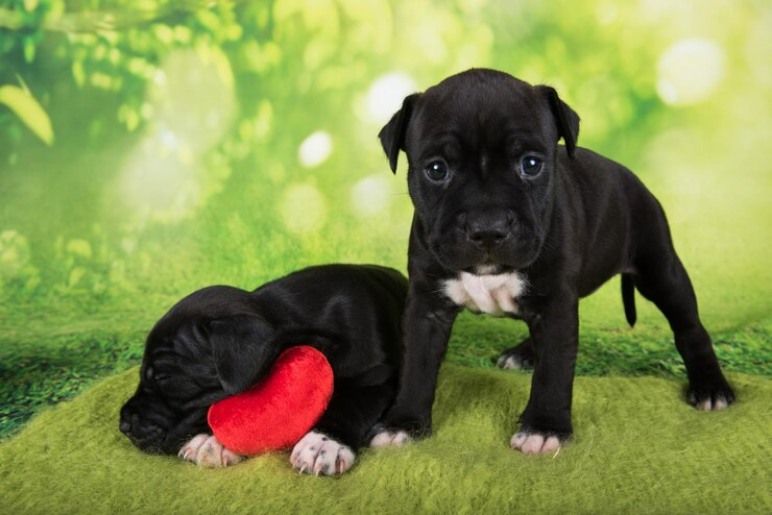 Why Choose a Pocket American Bully Puppy?