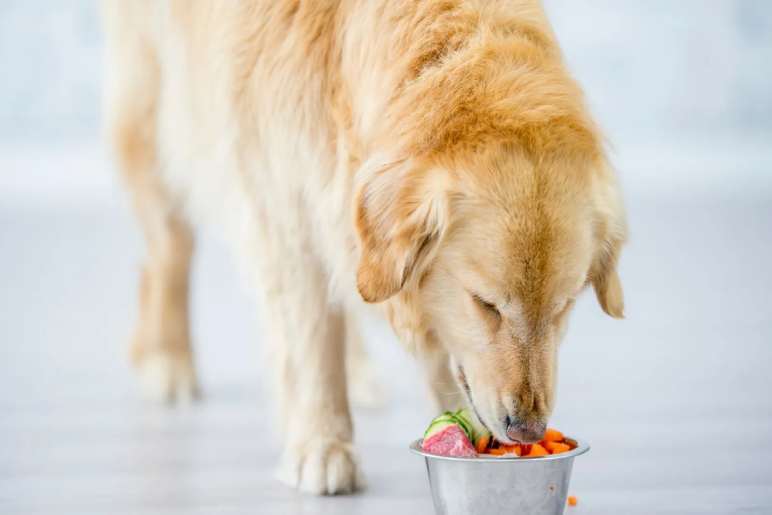 How Does a Puppy Raw Food Calculator Work?