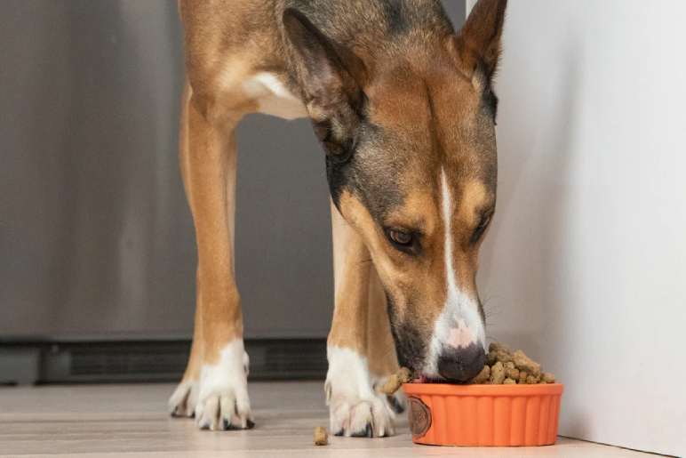 Components of a Balanced Raw Diet for Puppies