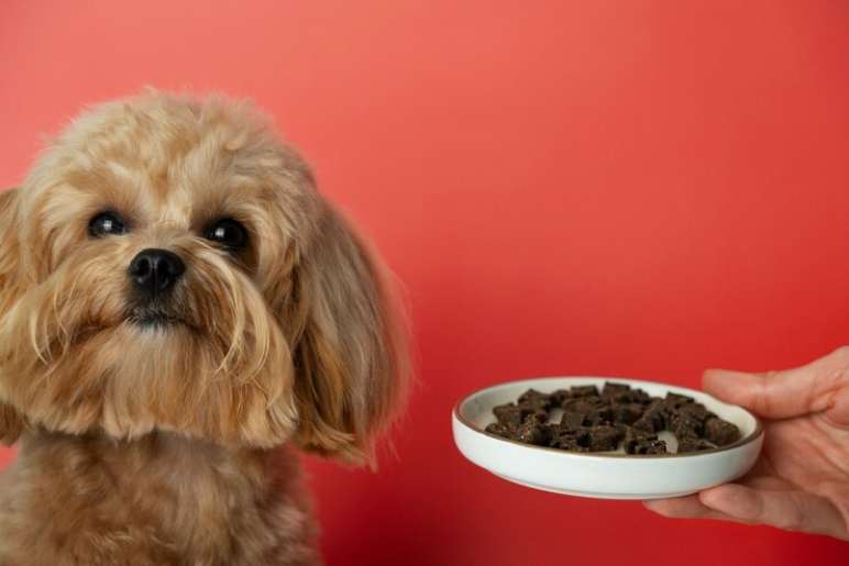 What Is a Raw Food Calculator for Dogs?