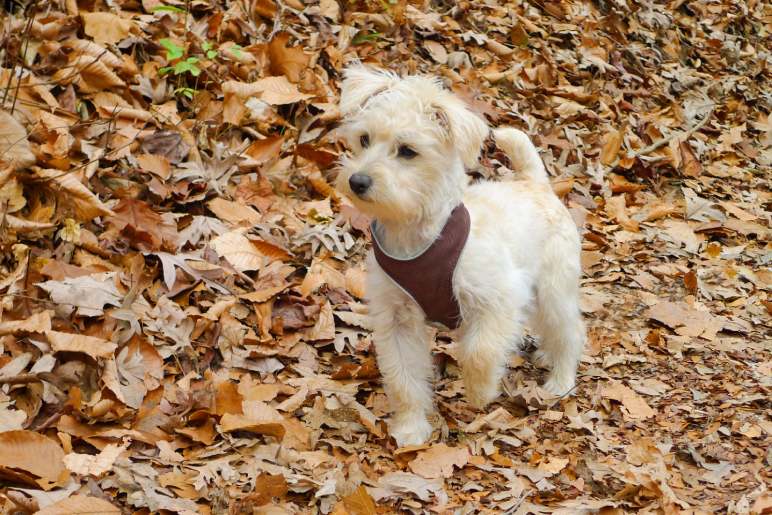 What is a Schnoodle?