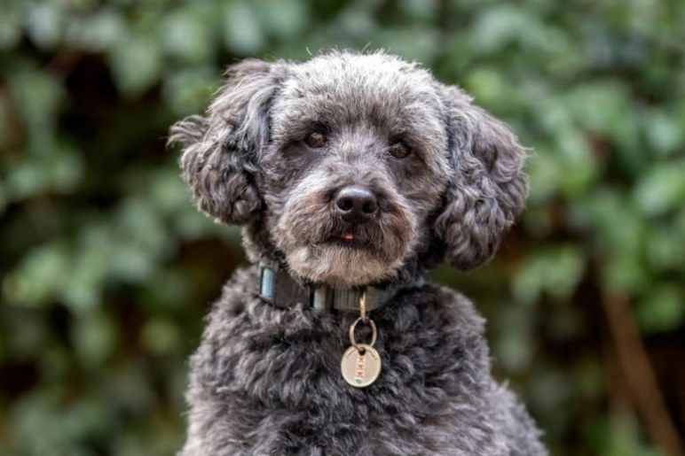 Schnoodle Temperament and Personality