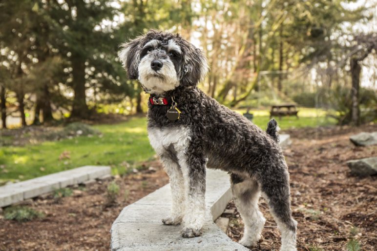 Training a Schnoodle