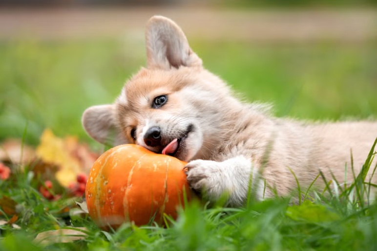 Are Pumpkin Seeds Safe for Dogs?