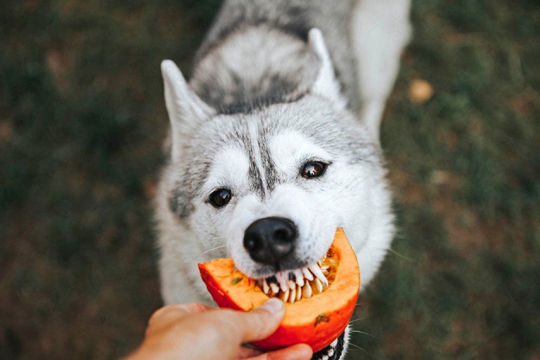 How to Safely Feed Pumpkin Seeds to Your Dog