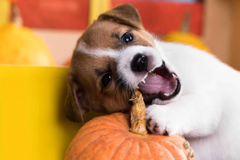 Can Pumpkin Seeds Help with Dog Health?