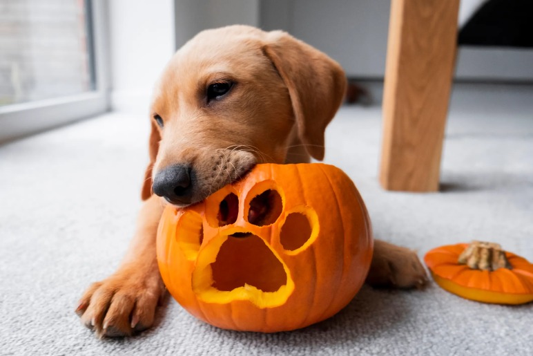 The Role of Pumpkin Seeds for Specific Dog Breeds