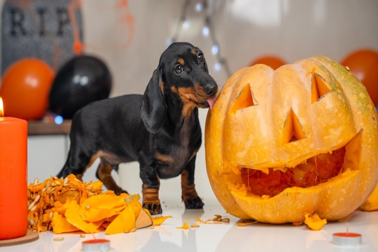 Conclusion: Are Pumpkin Seeds Right for Your Dog?