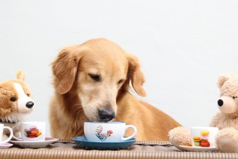 Understanding the Risks of Tea for Dogs