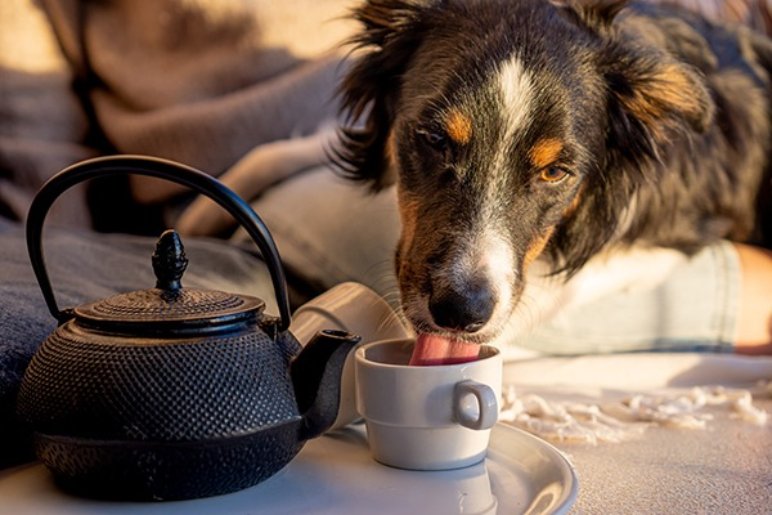 Tea and Your Dog’s Health: Why It’s Important to Be Cautious