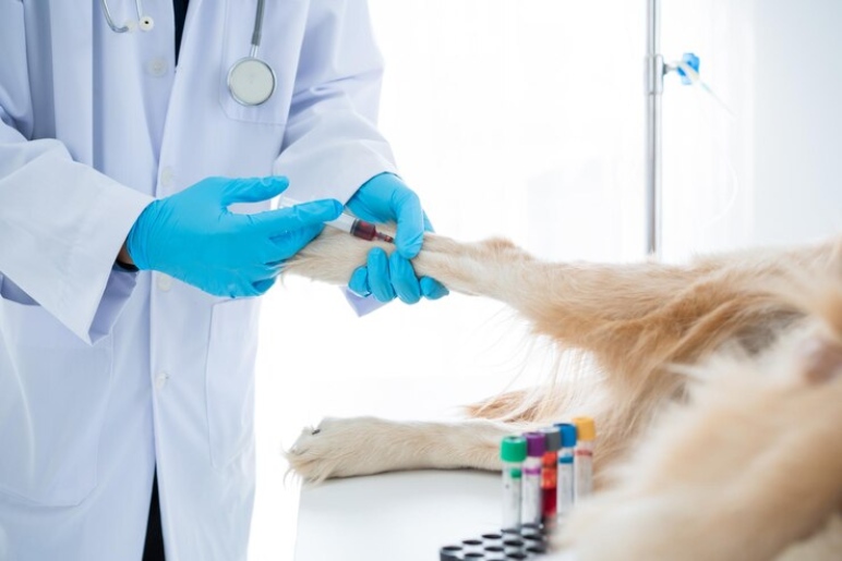 What is DNA Testing for Dogs?