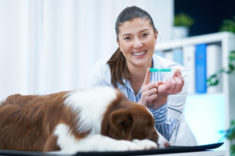 How to Get a DNA Test for Your Dog in the UK