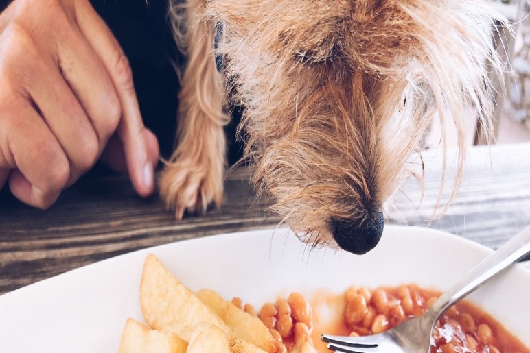 Are Baked Beans Safe for Dogs?