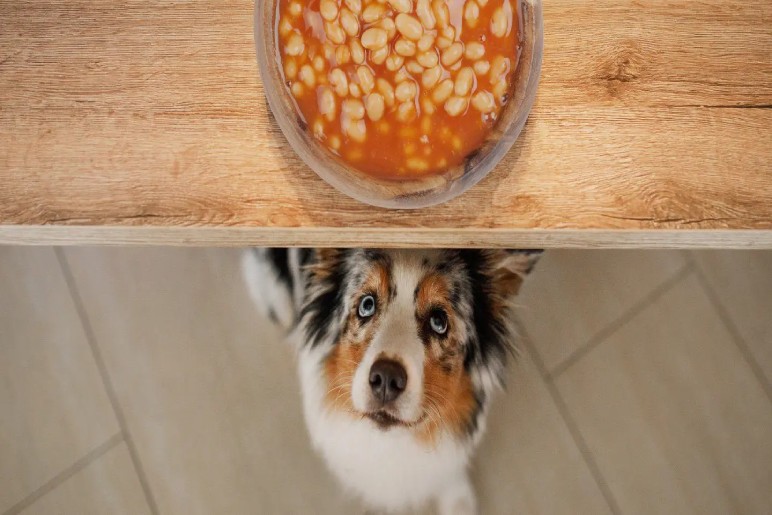 What Happens if My Dog Eats Baked Beans?