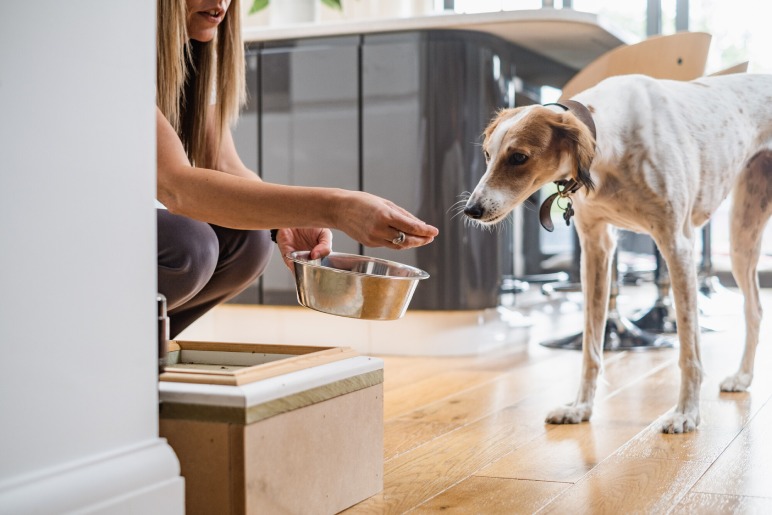 Conclusion: Can Dogs Have Baked Beans?