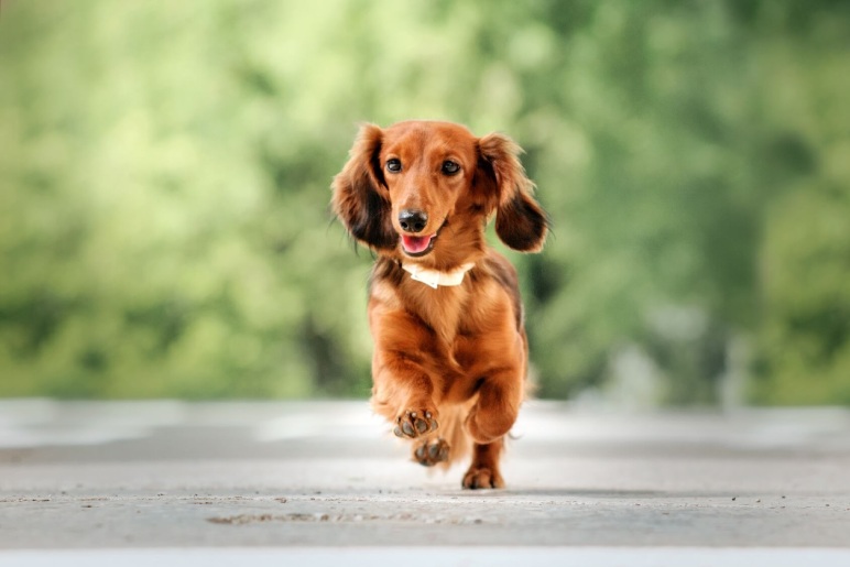 A Brief History of the Long-Haired Dachshund