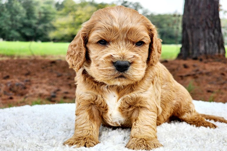 Why Choose Cockapoo Puppies?