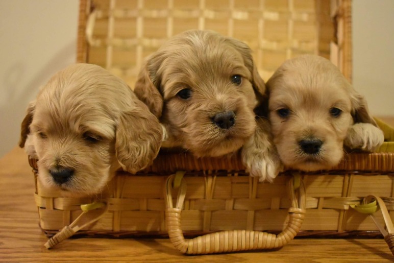 Cockapoo Puppies vs. Other Popular Breeds