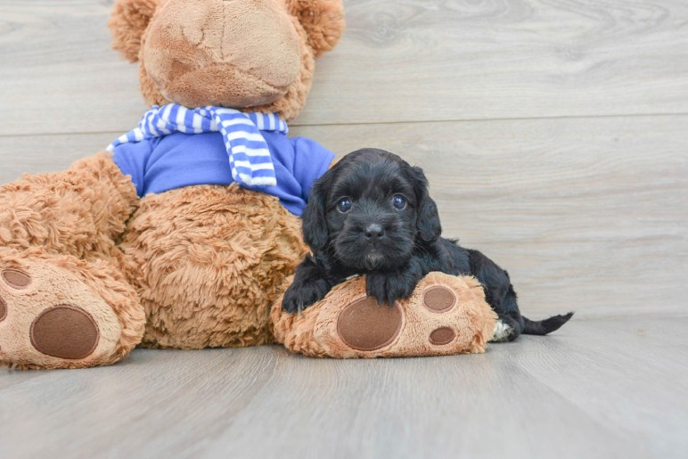 Common Health Concerns in Cockapoo Puppies