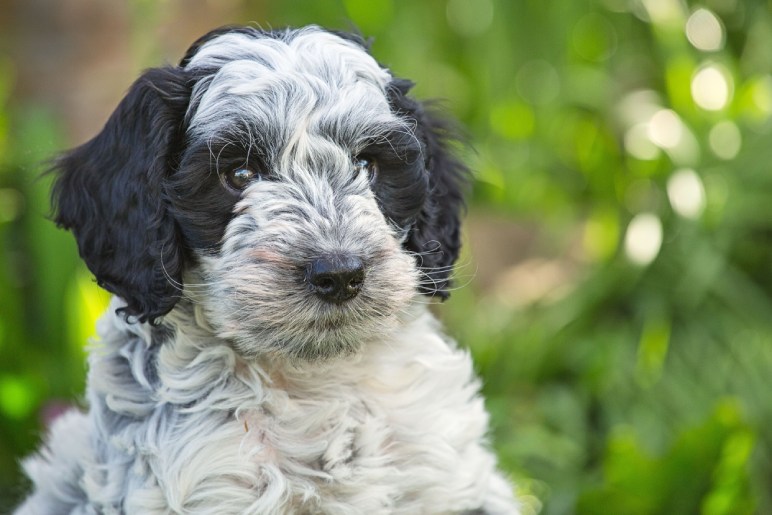 Where to Find Healthy Cockapoo Puppies?