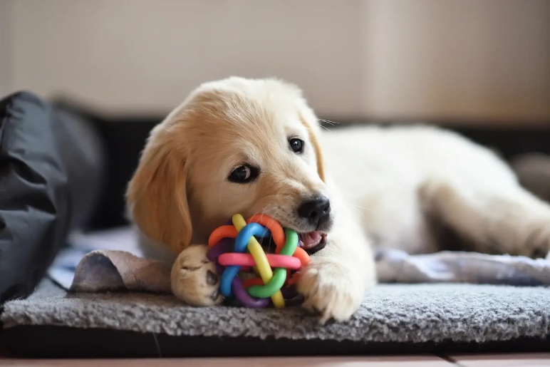 Why Choose a Golden Retriever Puppy?