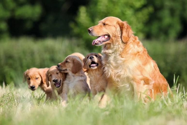 Essential Training Information for Your Golden Retriever Puppy