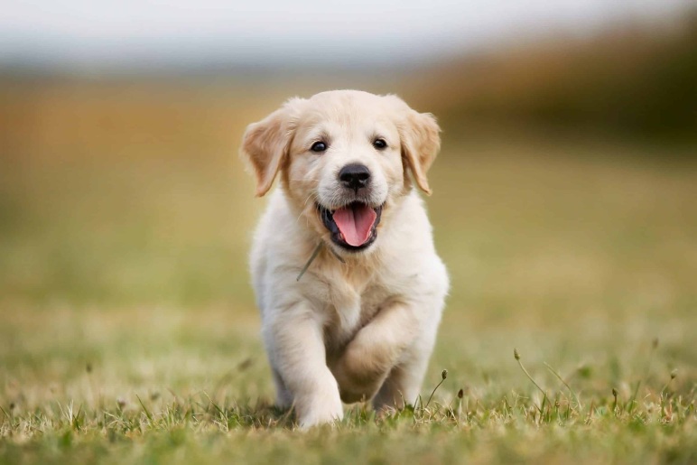 Proper Nutrition for a Healthy Golden Retriever Puppy